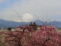 曽我の梅林の写真