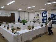 さぎ草展示会(身近なまちづくり推進協議会)