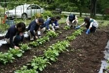 野菜づくりの写真
