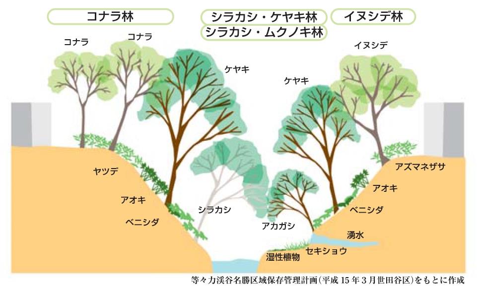 等々力渓谷の植生