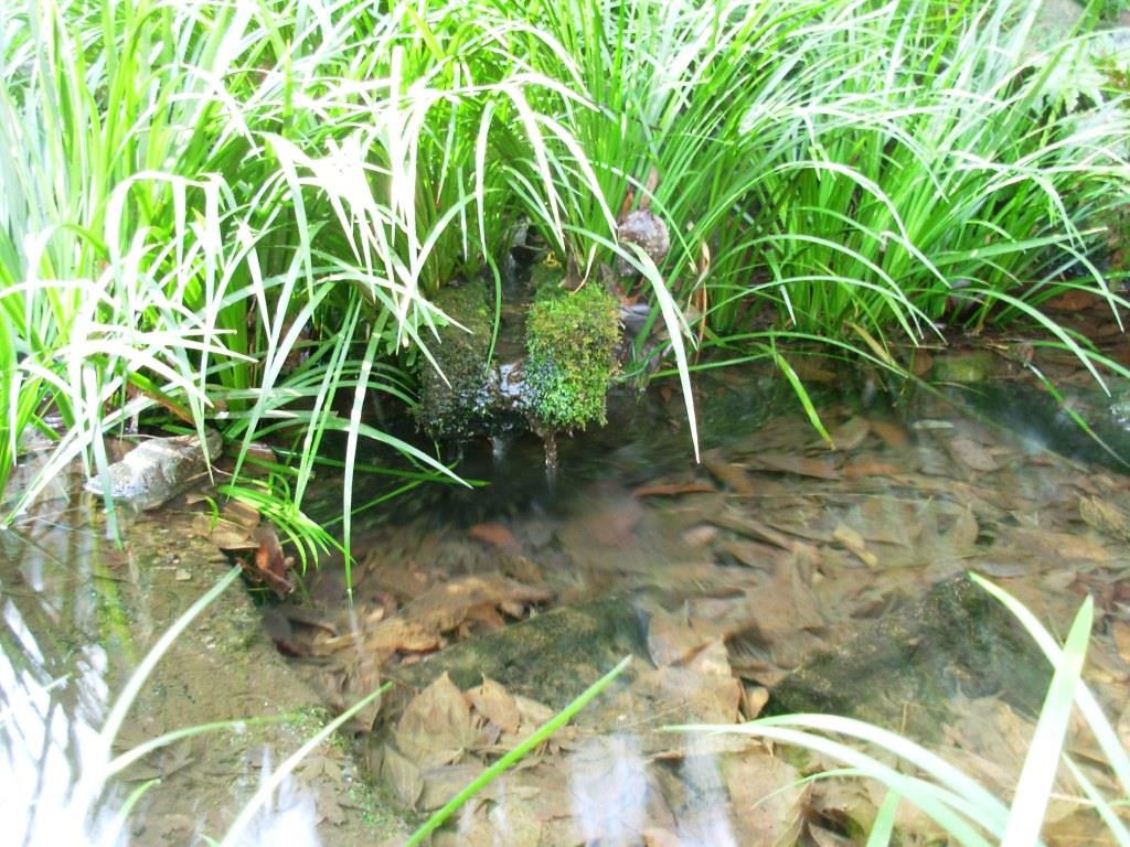 湧水