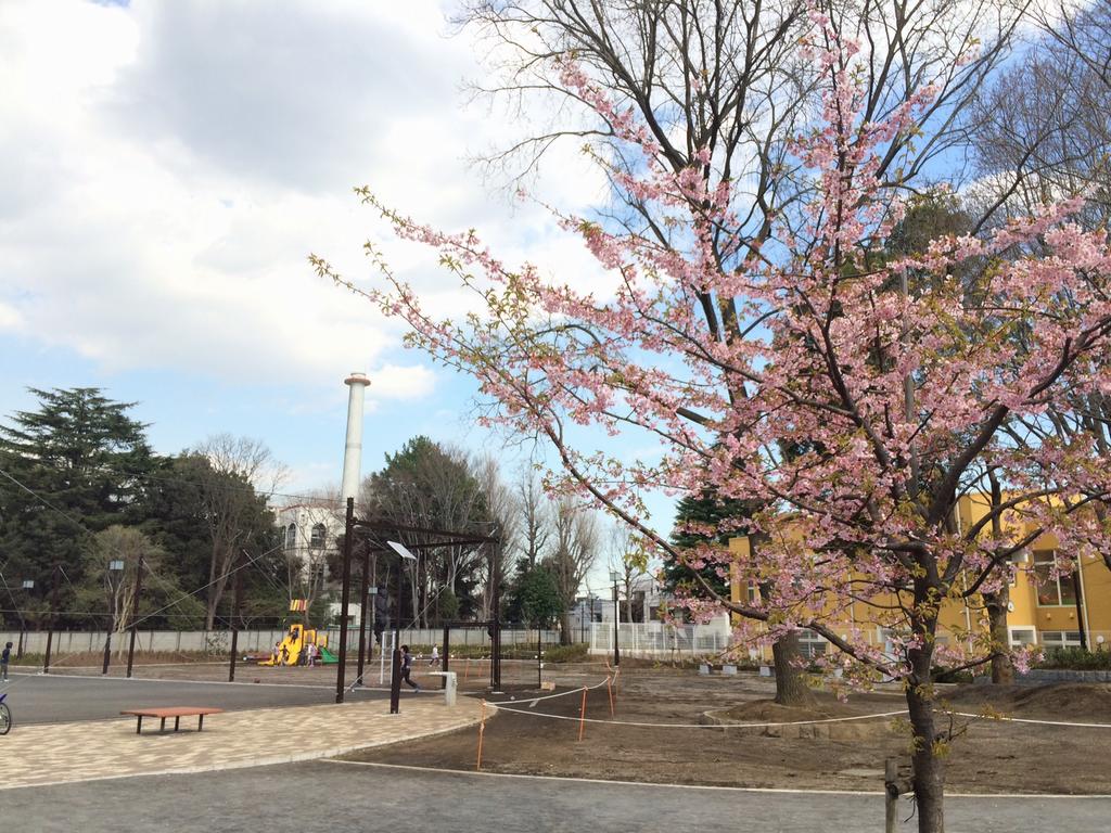 桜の木