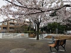sakuranoki