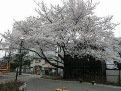 sakuranoki
