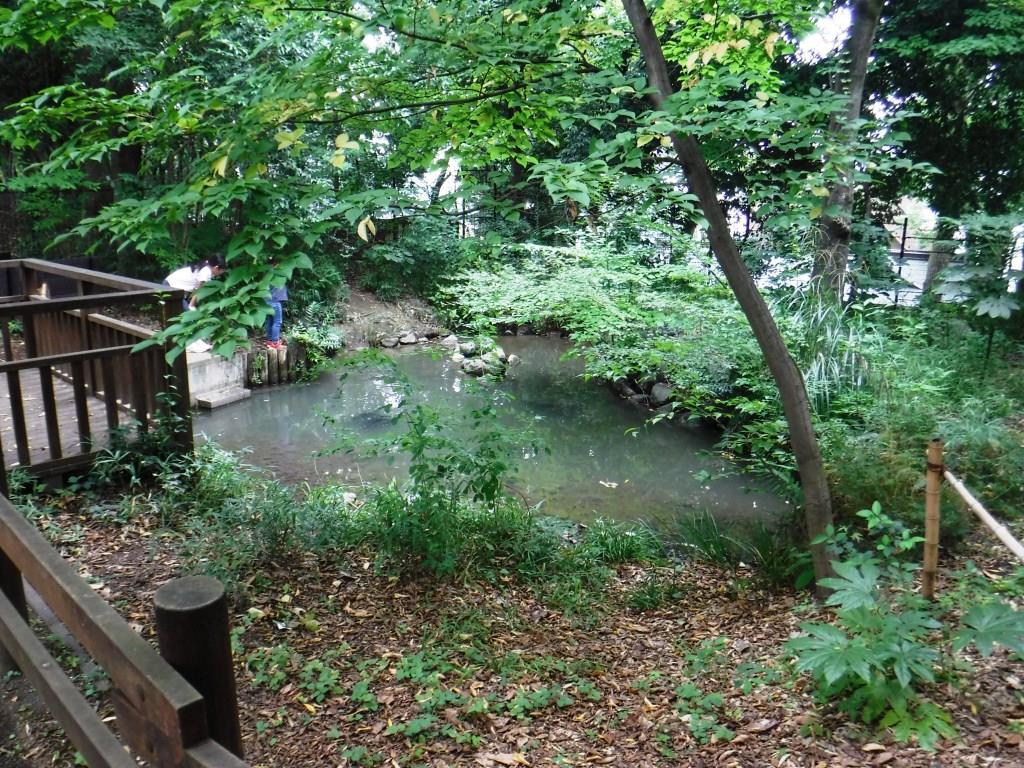 ビオトープ池