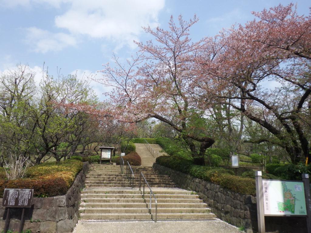 羽根木公園