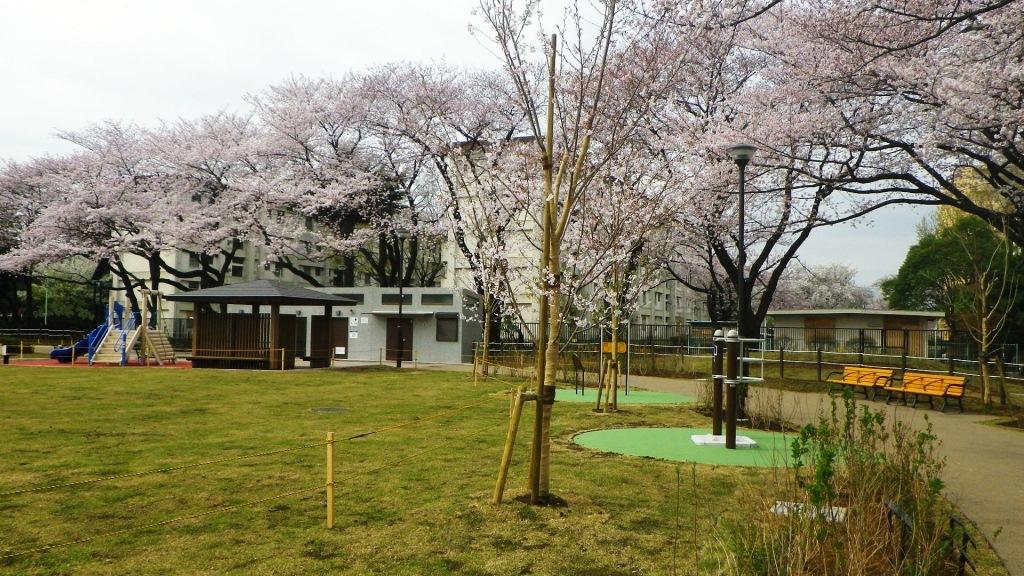 桜の写真