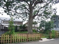 名木百選に選定されたケヤキ