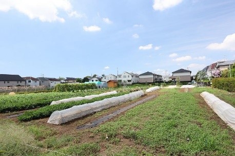 畑