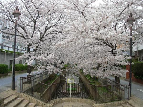 呑川親水公園の写真