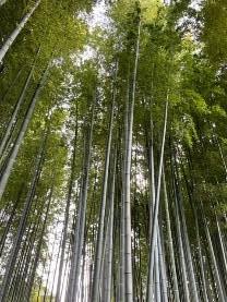 竹林の様子