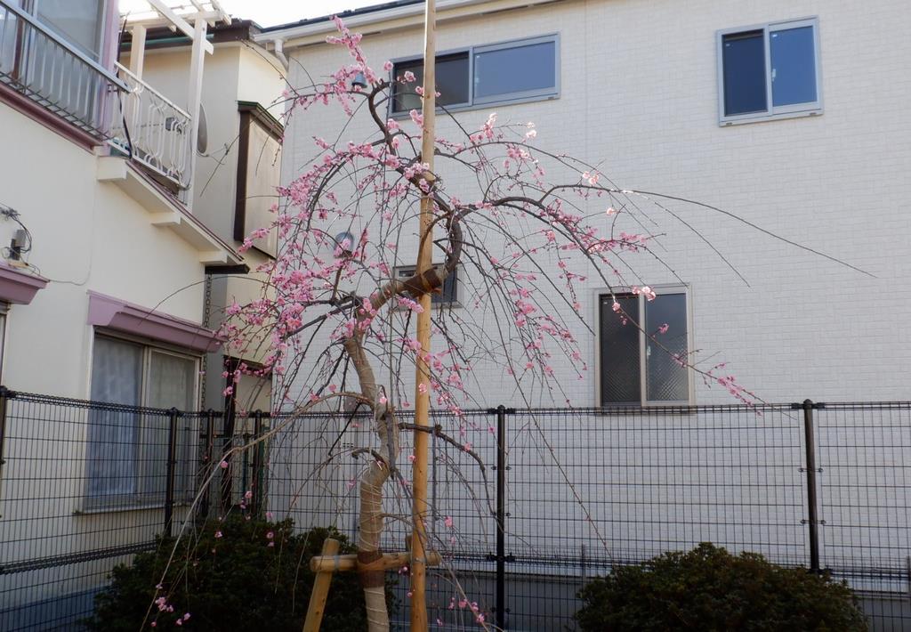シダレウメ