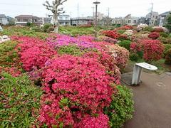 烏山つつじ緑地