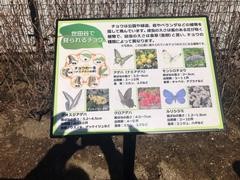 蝶の生態についての解説板