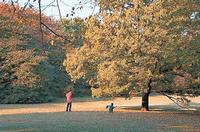 砧公園芝生広場