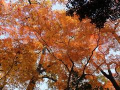 桜丘すみれば自然庭園のもみじ