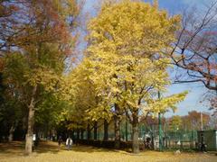 羽根木公園イチョウ並木