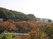 きたみふれあい広場から見た国分寺崖線