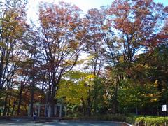 将軍池広場の紅葉