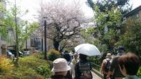 桜(緑道沿い)
