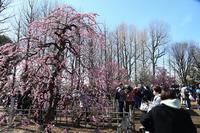 羽根木公園の梅の写真