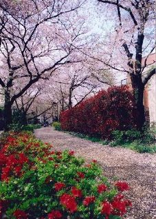 四季の移ろいに心ときめく安らぎの道「櫻並木と呑川緑道公園」